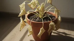 10 nečekaných důvodů, proč vám rostliny umírají, i když se o ně staráte