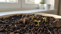 Sazenice přestávají být příliš vytáhlé a každým dnem sílí: malý doplněk, který mění vše