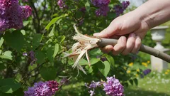 Je možné místo prořezávání prostě ulomit větve šeříku a ušetřit tak čas? Odpověď vás překvapí