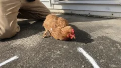 Proč kuře znehybní, když mu přejedete prstem před zobákem – a co se za tím ve skutečnosti skrývá