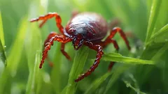 Klíšťata na chatě: co zasadit, aby se tam nikdy neobjevila