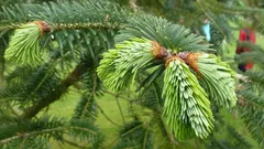 Proč jsou jehličí pod nohama tím nejlepším hnojivem, o kterém jste ani netušili